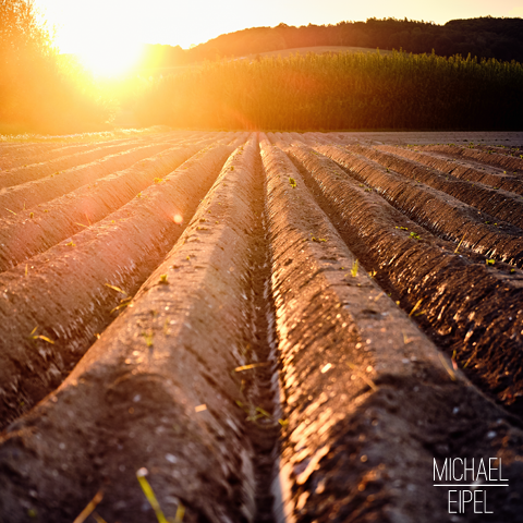 Feld im Sonnenuntergang – Landschaftsfotografie