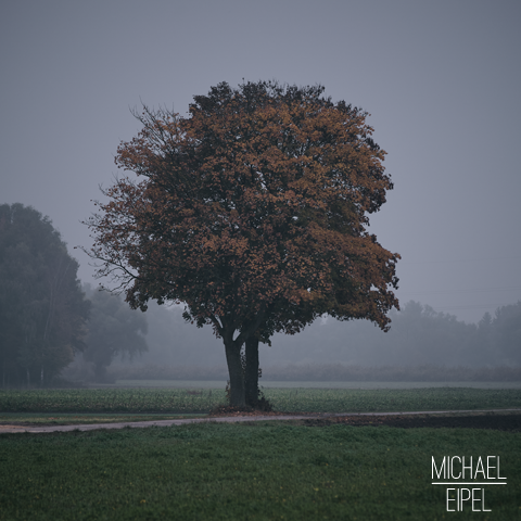 Großer, herbstlicher Baum im Nebel – Landschaftsfotografie