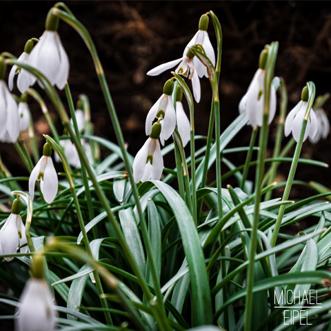 Schneeglöckchen – Stilllife