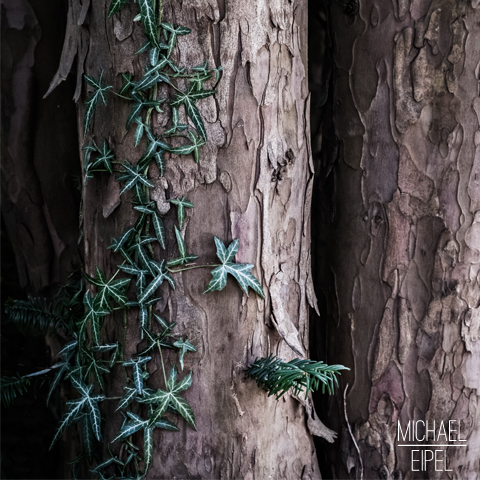 Efeu an Baumstamm – Stilllife