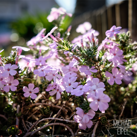 Polsterphlox – Stilllife