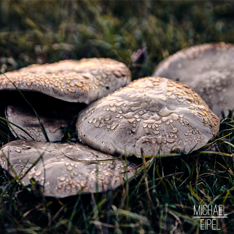 Pilze mit Tautropfen– Stilllife