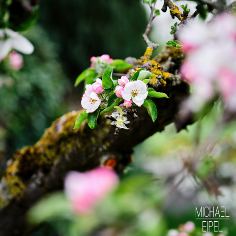 Apfelblüte – Stilllife