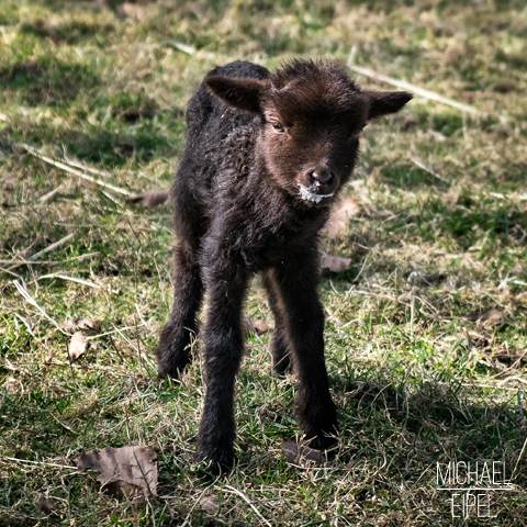 Lamm nach dem Milchtrinken – Tierfotografie