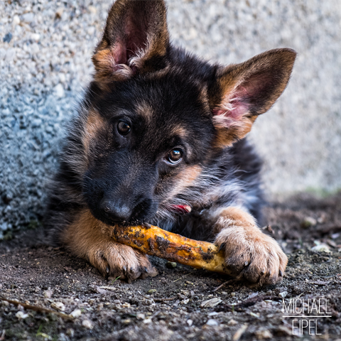 Schäferhund Welpe – Tierfotografie