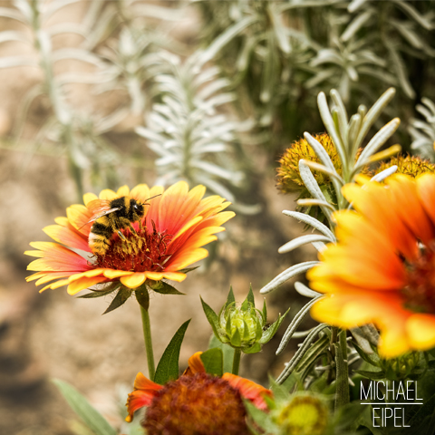 Hummel auf Blume – Tierfotografie