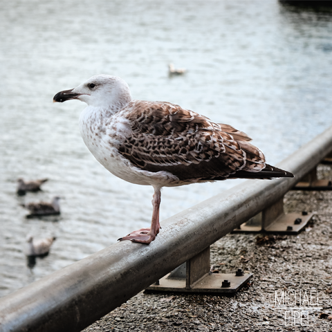 Möwe am Hafen – Tierfotografie