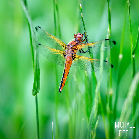 Libelle im Gras – Tierfotografie