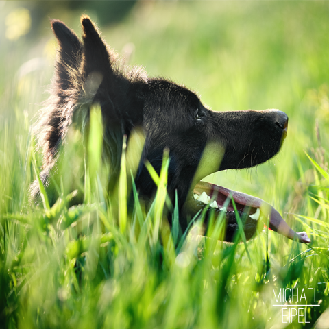 Hund in hohem Gras – Tierfotografie