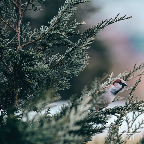 Spatz im Baum – Tierfotografie