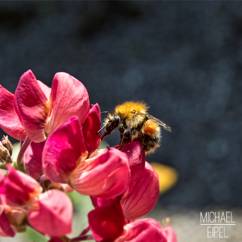 Hummel Close Up – Tierfotografie