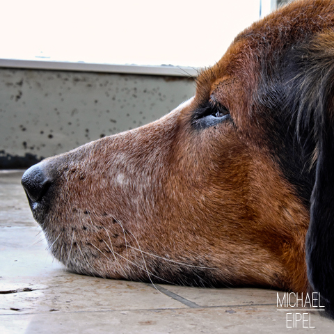 Leonberger Sennhund Mischling – Tierfotografie