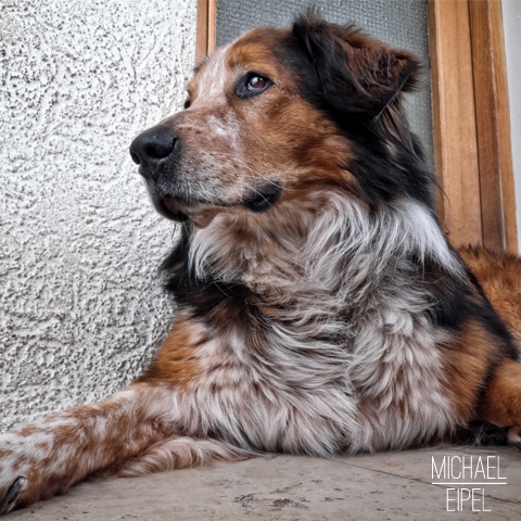 Leonberger Sennhund Mischling – Tierfotografie